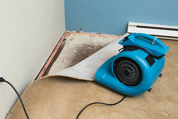 Best Water damage contractors near me  in Salmon, ID